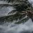 palm trees blow in hurricane